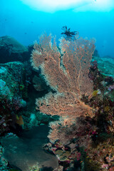 Fototapeta na wymiar Feather stars resting on huge Gorgonian Sea Fan on a tropical coral reef in Andaman sea