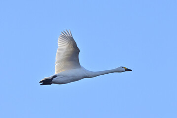 Cygnus columbianus in Japan