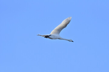 Cygnus columbianus in Japan