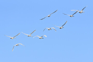 Cygnus columbianus in Japan