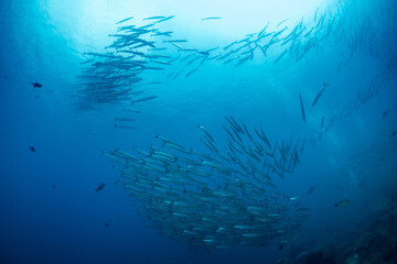 Fototapeta na wymiar School of Chevron Barracuda, Sphyraena Putnamiae in a tropical blue waters of Andaman sea