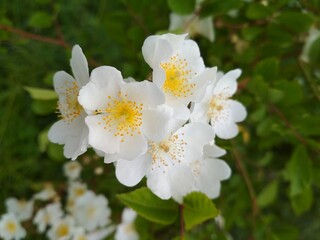 white cherry blossom