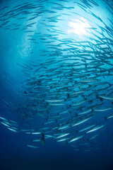 School of Chevron Barracuda, Sphyraena Putnamiae in a tropical blue waters of Andaman sea