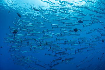 School of Chevron Barracuda, Sphyraena Putnamiae in a tropical blue waters of Andaman sea