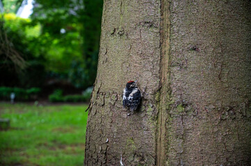 Buntspecht Küken an Baumstamm