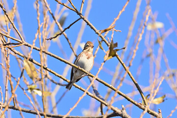 Rustic bunting