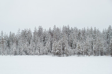 Winter beautiful landscape with trees covered with hoarfrost