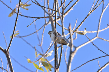 Rustic bunting