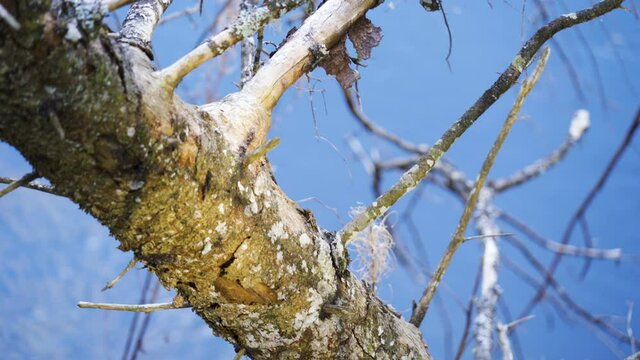 Peeling skin of the dead tree in the forest