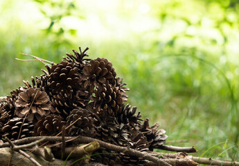 緑の中の松ぼっくり