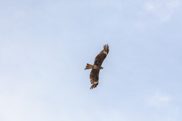 Falcon flies in the sky over steppes of Mongolia. Altai