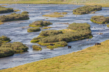 Cows cross the river. Mountain Altai, Mongolia.