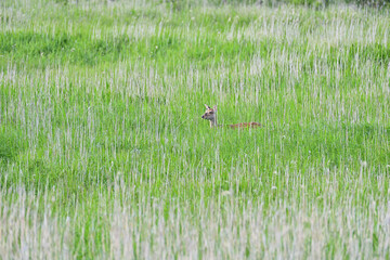 Deer to walk the marsh