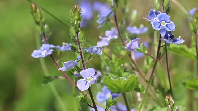 Blue flowers of Veronica chamaedrys in the wind, floral background. Forest glade with green grass in summer, beauty of nature