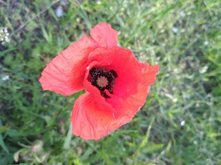 red poppy in a field