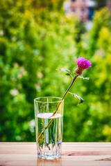 cornflower in a glass with water on a windowsill on a background of nature