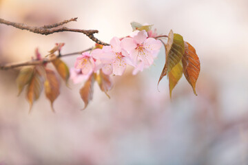 Beautiful Sakura Flower or Cherry Blossom on blue sky Background