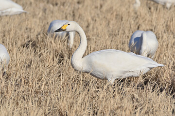 Cygnus columbianus in Japan	