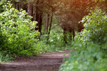 Obraz premium Trail path in green forest park, tourism and hiking trips outdoors