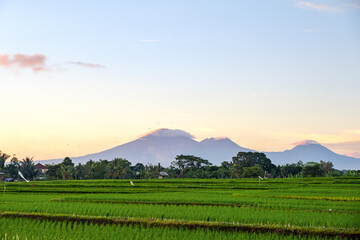 Beautiful morning sunrise over a rice field with green sprouts in the water against the background of the mountains of a volcano in the distance
