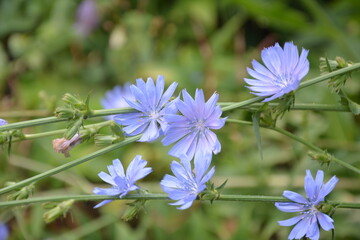 Wegwarte, Heilpflanze 2020