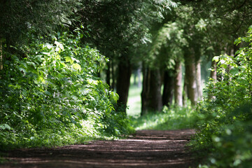 Obraz premium Trail path in green forest park, tourism and hiking trips outdoors
