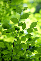 Fototapeta na wymiar Green foliage on trees of summer forest, nature background