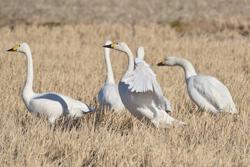 Cygnus columbianus in Japan	