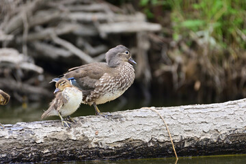 Mother and child of the duck