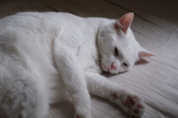 Fototapeta na wymiar close up one pure white cat resting on bed. blur background