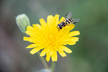 Wasp on a pretty flower with yellow poppy-shaped petals on which the plant pollinates