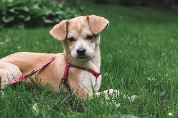 labrador or retriever puppy on a walk on the grass lying in the grass companion dog -mongrel