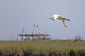 Fototapeta premium The Eurasian Spoonbill or Common Spoonbill (Platalea leucorodia) is a wading bird of the ibis and spoonbill family Threskiornithidae.