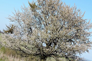 Wiosna w rozkwicie( fons ł,) - obrazy, fototapety, plakaty