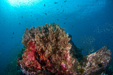 Naklejka na ściany i meble Colourful coral reef and shoal of fish in a tropical sea of Andaman sea