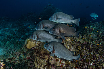Gibbus sweetlips, Plectorhinchus gibbosus in a tropical coral reef of Andaman sea