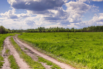 beautiful landscape of Central Russia with birch trees and clear sky