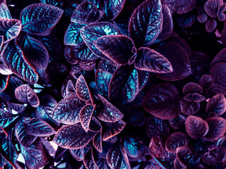 Beautiful plants of an unusual neon shade of violet-blue, background for design. Street flowers....