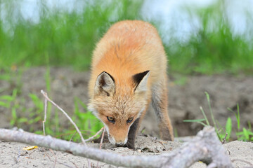 Ezo red fox