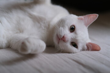 Fototapeta na wymiar close up one pure white cat lying on the side in bed, looking at camera. blur background