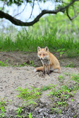 Ezo red fox