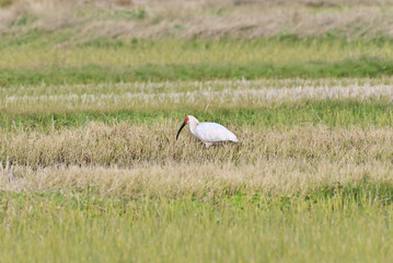 Japanese crested ibis	