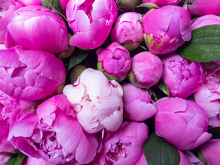 Pink peonies bouquet closeup, spring flowers for Mother's Day. Wedding events and other holidays. Flat lay.
