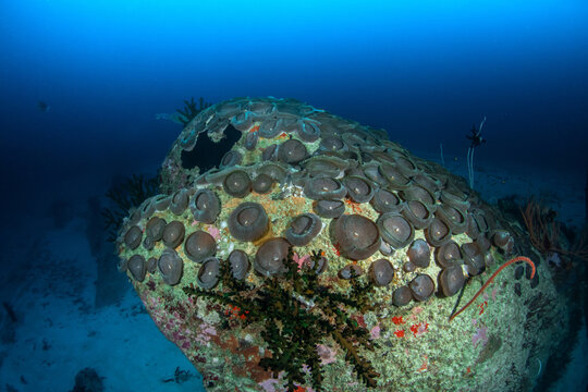 Colony of Elephant ear anemone/giant cup mushroom (Amplexidiscus fenestrafer) on the coral reef of Similan Islands, Thailand