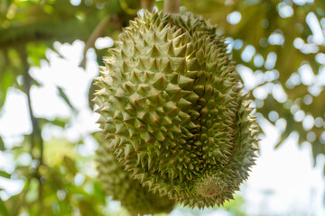 Naklejka na ściany i meble Fresh asian tropical durian on tree in nature background at garden. The king of fruits. (Durian tree)