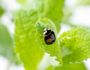 Japanese ladybug. Black Ladybird