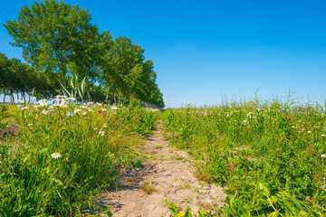 Fototapeta na wymiar White wild flowers along an agricultural field below a blue sky in sunlight