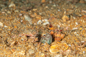 Birdled jawfish, Opistognathus nigromarginatus in a tropical coral reef