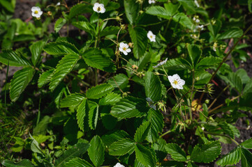 flower, plant, strawberry, strawberry, village, garden, vegetable garden, berry, flower, nature, green, white, plant, garden, background, spring, beautiful, blossom, beauty, summer, closeup, natural