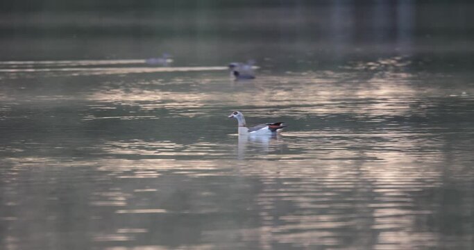 ouette d'egypte (alopochen aegyptiaca) nageant sur l'eau en contre jour